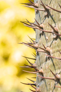 Close-up of tree branch