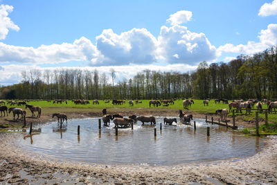 Horses on field and pond against sky