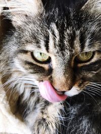 Close-up portrait of cat