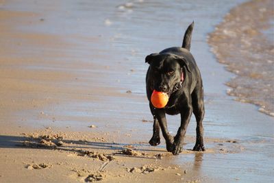 Dog on beach