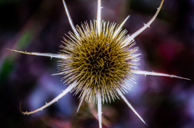 Close-up of dandelion against blurred background