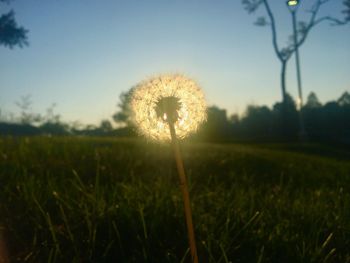 Close-up of dandelion on field against sky during sunset