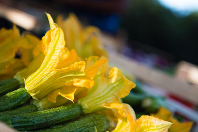 Close-up of yellow leaf