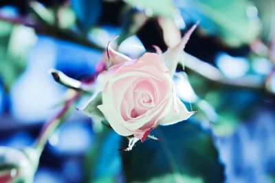 Close-up of pink rose