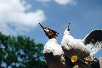 Low angle view of eagle perching against sky