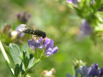 Close-up of insect on purple flower