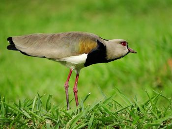 Close-up of a bird on grass