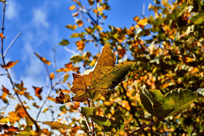 Low angle view of maple leaves on tree against sky