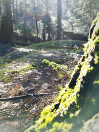 Trees in forest