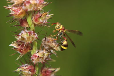 Close-up of insect on flower