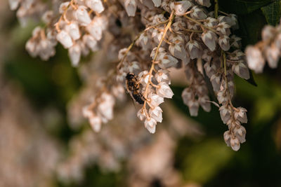 Close-up of wilted flowering plant