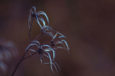 macro photography