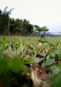 Close-up of insect on plant