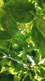 Close-up of leaves on tree