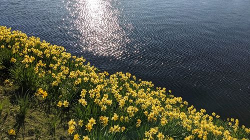 High angle view of yellow flowering plants on land