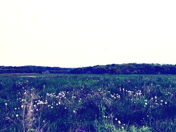 Scenic view of grassy field against clear sky