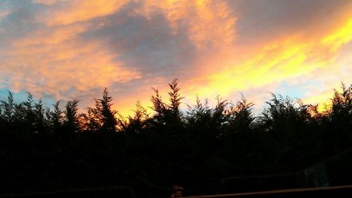 Silhouette trees against dramatic sky