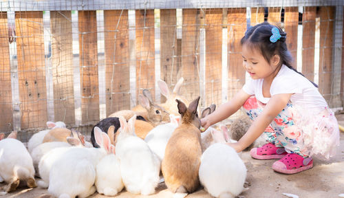 Side view of cute girl crouching by rabbits