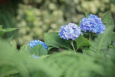 Close-up of purple flowering plant