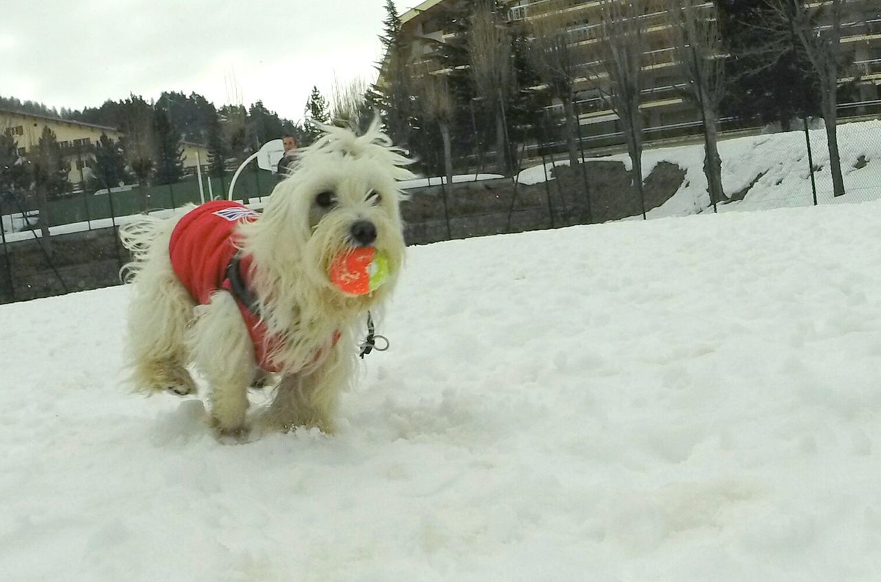 Dogplaying