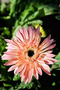 Close-up of pink flower