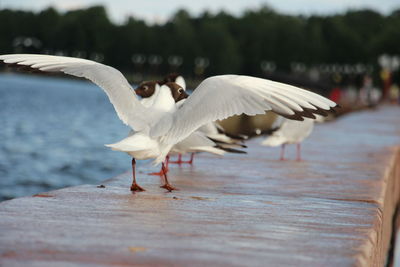 bird