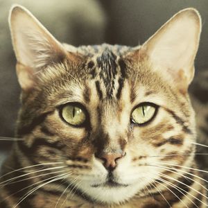 Close-up portrait of cat