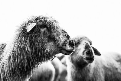 Close-up of sheep against sky