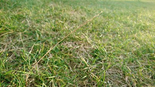 High angle view of grass growing on field