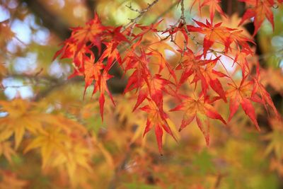 Close-up of red maple leaves on tree