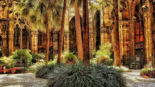 Footpath amidst trees