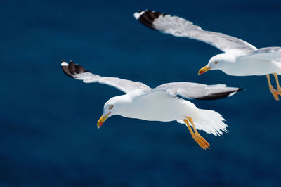 Seagull flying in the sea