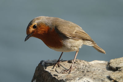 Close-up of bird perching on rock