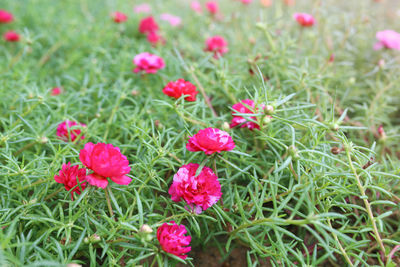 Close-up of pink flowering plants on field