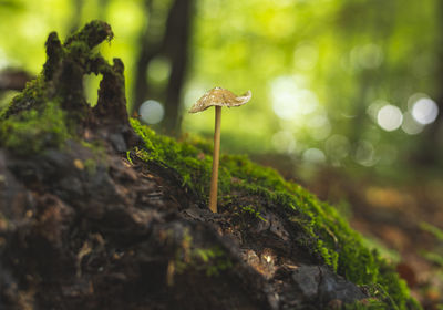 Single psilocybe mushroom growing on forest floor in early autumn