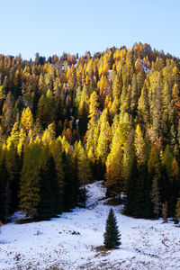 Scenic view of pine trees in forest against sky