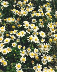 High angle view of yellow flowers blooming on field