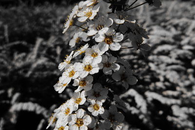 Close-up of white cherry blossoms