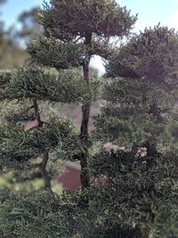 Close-up of tree growing in field