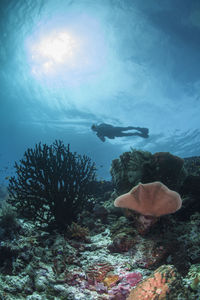 Scuba diver swimming above coral