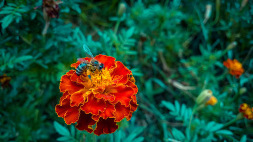 Close-up of red poppy blooming on plant