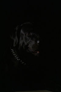 Dog looking away against black background