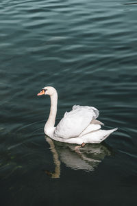 Swan swimming in lake