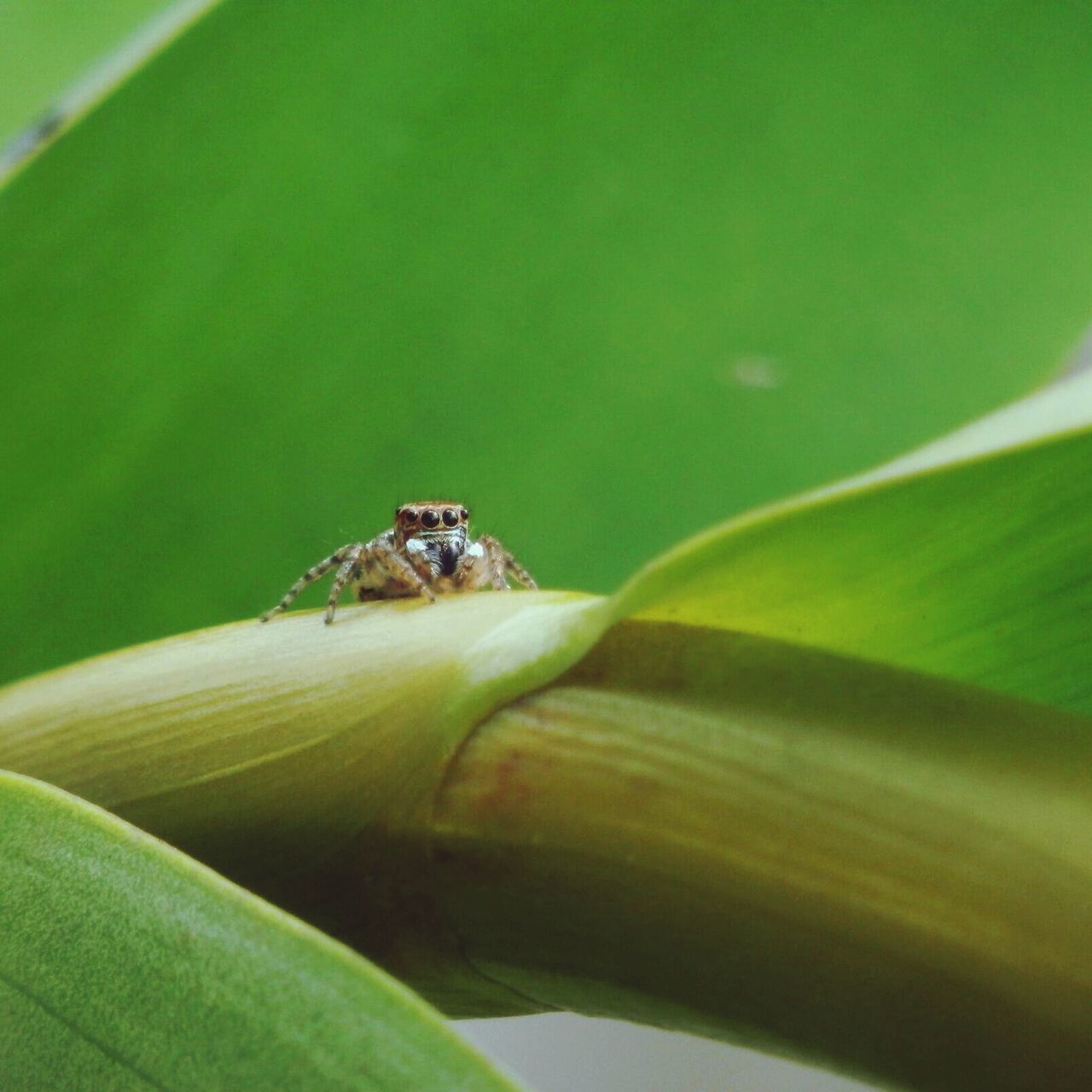 one animal, animal themes, animals in the wild, wildlife, green color, insect, close-up, leaf, focus on foreground, nature, green, selective focus, plant, day, no people, outdoors, frog, zoology, sunlight, side view