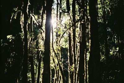 Full frame shot of trees against sky