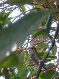 Low angle view of bird perching on tree