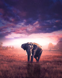 View of elephant on field during sunset