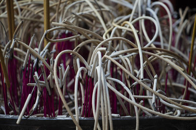 Close-up of incense sticks