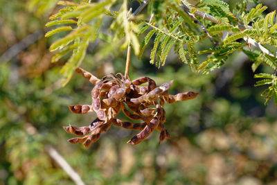 Close-up of wilted flower on tree