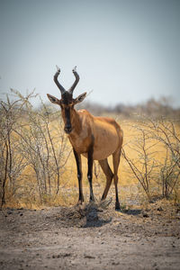 Red hartebeest stands in bushes eyeing camera